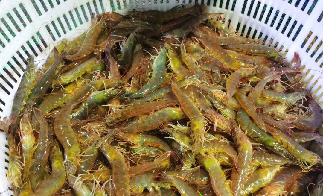 溫棚養(yǎng)殖南美白對蝦連續(xù)蛻殼怎么辦？
