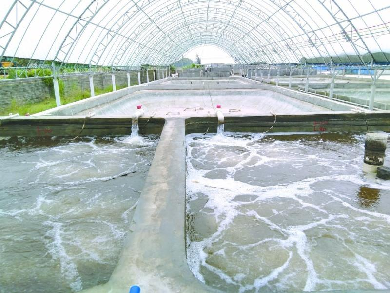 養(yǎng)蝦先養(yǎng)水！養(yǎng)水的關(guān)鍵核心原來是它！