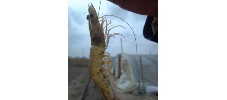 對(duì)蝦黑鰓褐斑綜合癥怎么辦？