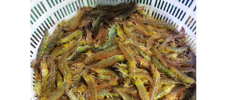 溫棚養(yǎng)殖南美白對(duì)蝦連續(xù)蛻殼怎么辦？