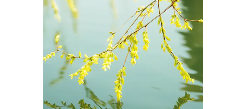 消毒和解毒如何區(qū)分？消毒劑殘留毒素怎么解？