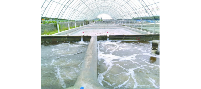 養(yǎng)蝦先養(yǎng)水！養(yǎng)水的關(guān)鍵核心原來是它！